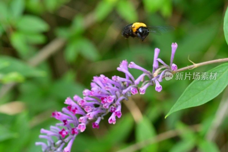 budleja lindleyana / Lindley的蝴蝶丛